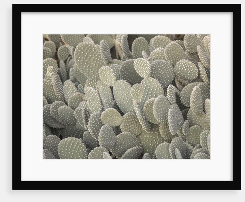 Cactus plant by Assaf Frank